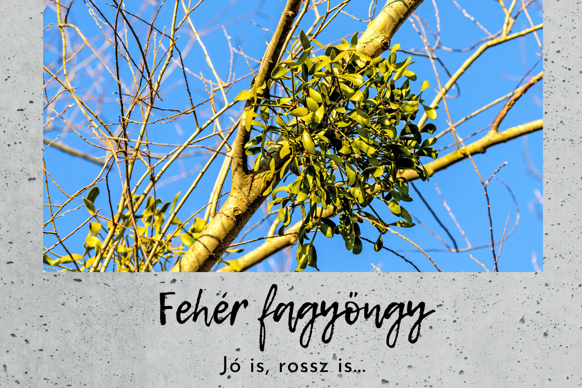Fehér fagyöngy… jó is, rossz is