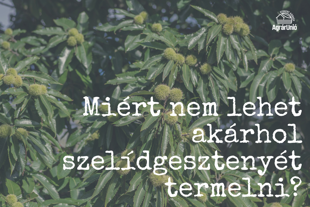 Miért nem lehet akárhol szelídgesztenyét termelni?