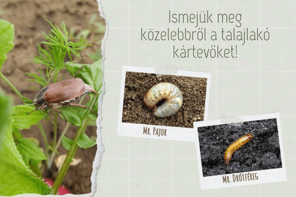 Ismerjük meg közelebbről a talajlakó kártevőket!