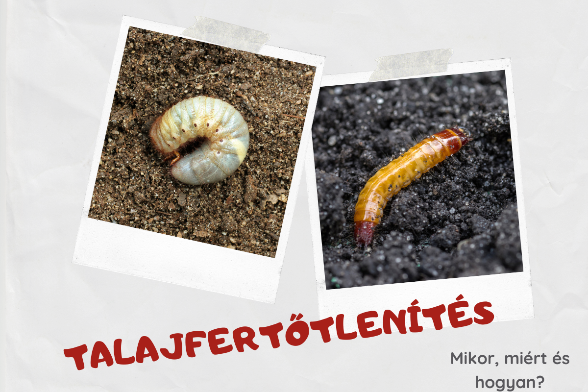 Talajfertőtlenítés, mikor, miért és hogyan?