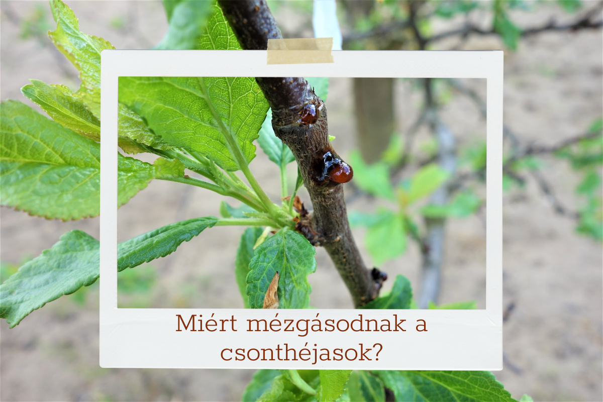 Miért mézgásodnak a csonthéjasok?