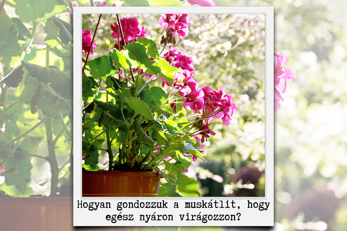 Hogyan gondozzuk a muskátlit, hogy egész nyáron virágozzon?