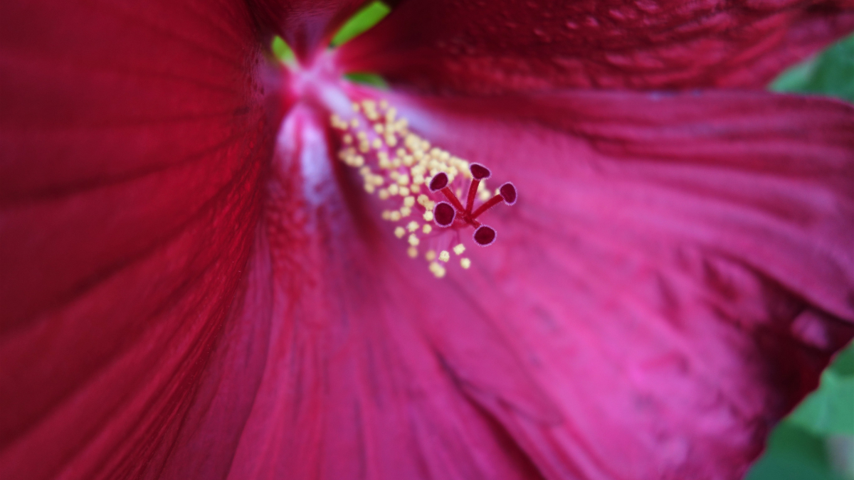 Mi&eacute;rt &uuml;ltess&uuml;nk mocs&aacute;ri hibiszkuszt?