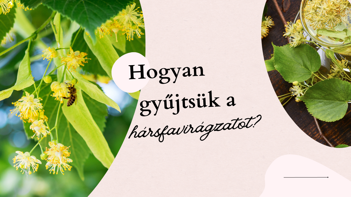 Hogyan gyűjtsük a hársfavirágot?
