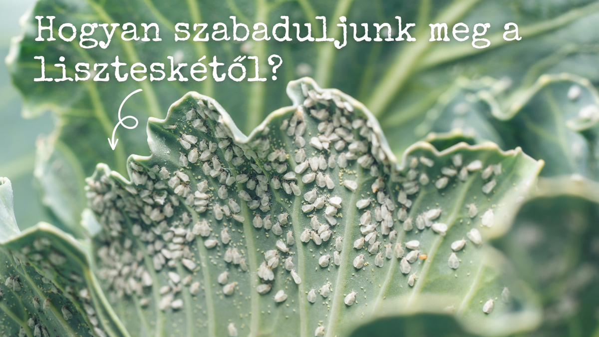 Hogyan szabaduljunk meg a liszteskétől?