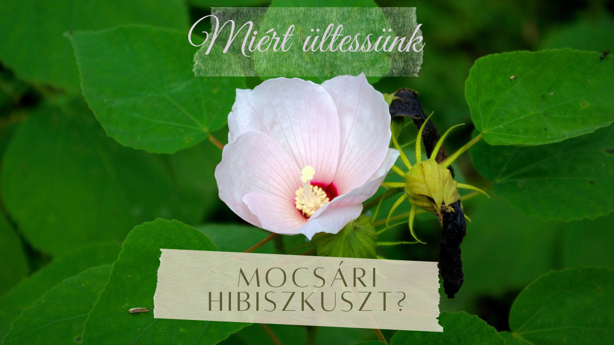Miért ültessünk mocsári hibiszkuszt?