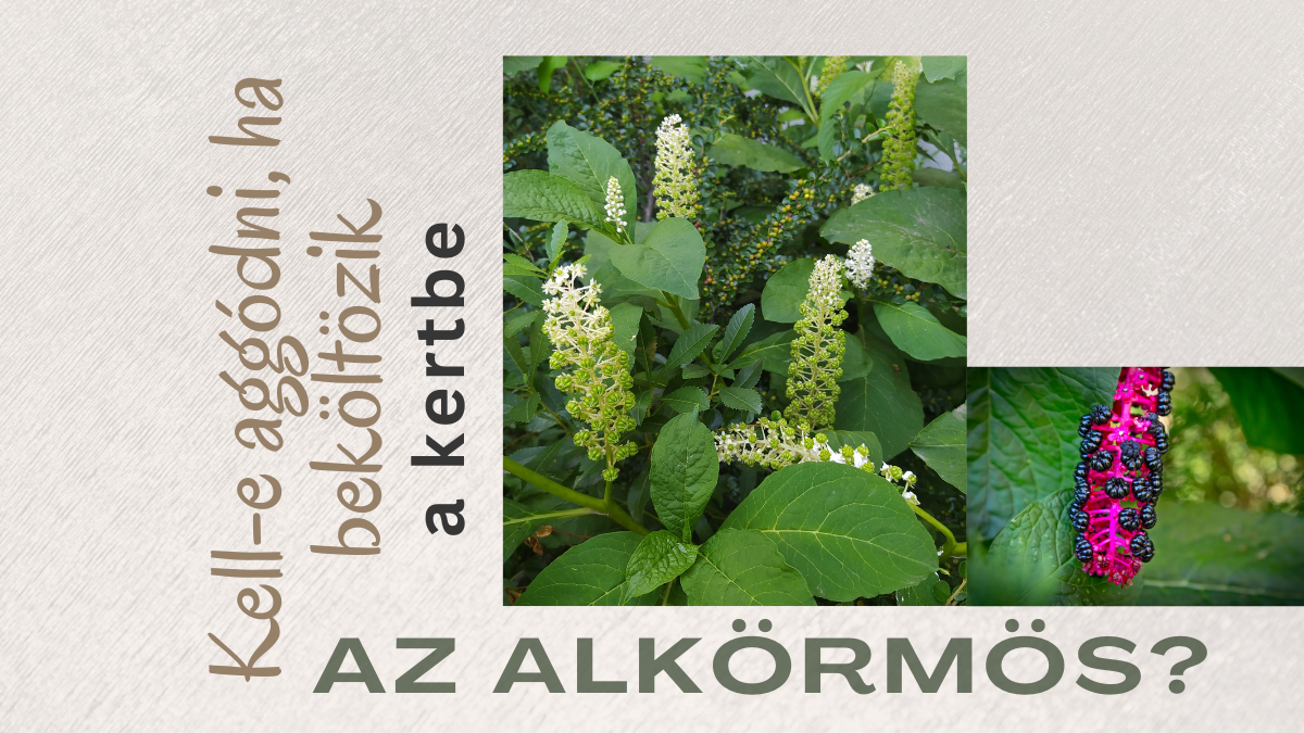 Beköltözött a kertbe az alkörmös, kell-e aggódni miatta?