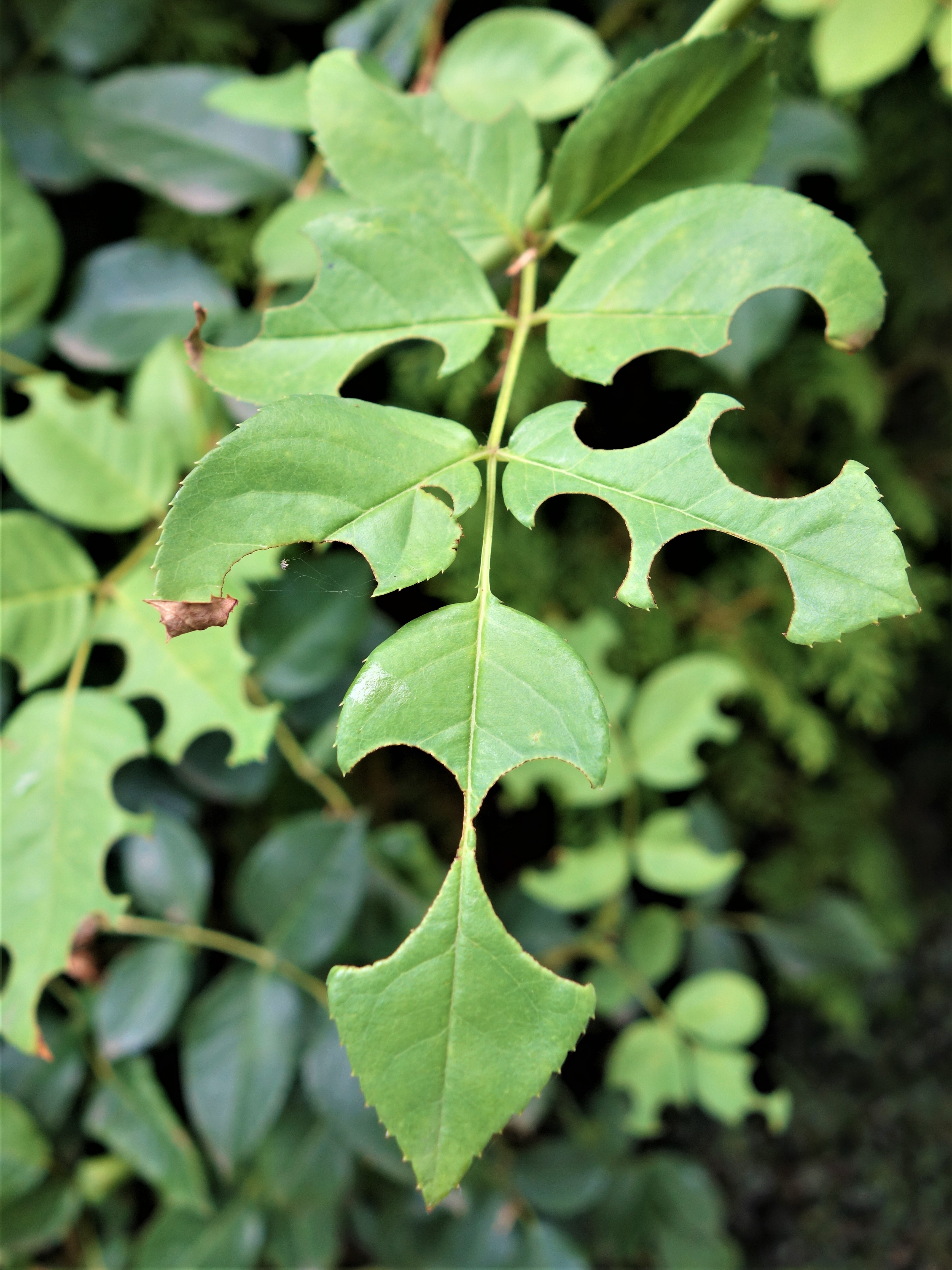 Ismerj&uuml;k fel a r&oacute;zsa betegs&eacute;geit &eacute;s k&aacute;rtevőit! (K&Eacute;PEKKEL)