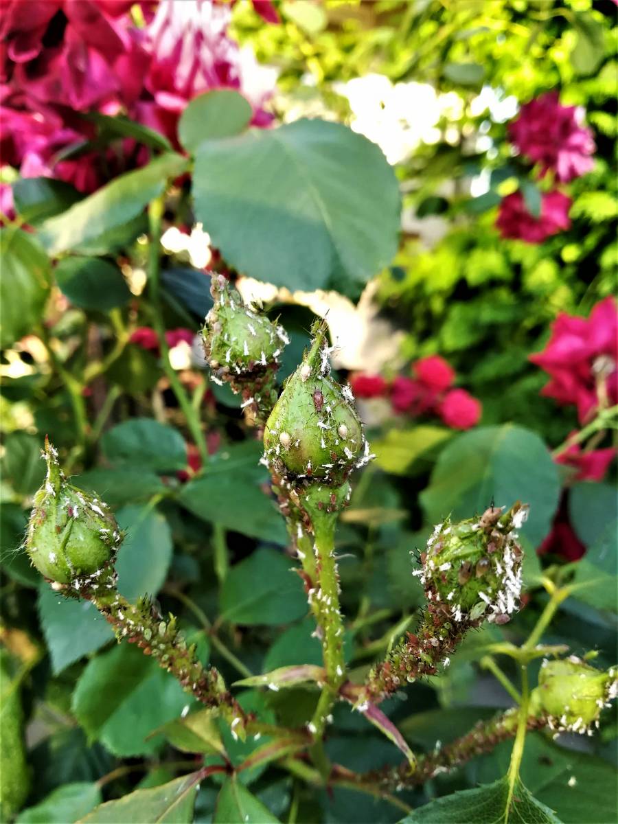 Ismerj&uuml;k fel a r&oacute;zsa betegs&eacute;geit &eacute;s k&aacute;rtevőit! (K&Eacute;PEKKEL)