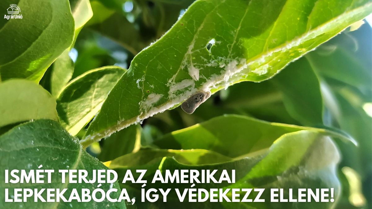 Ismét terjed az amerikai lepkekabóca, így védekezz ellene!