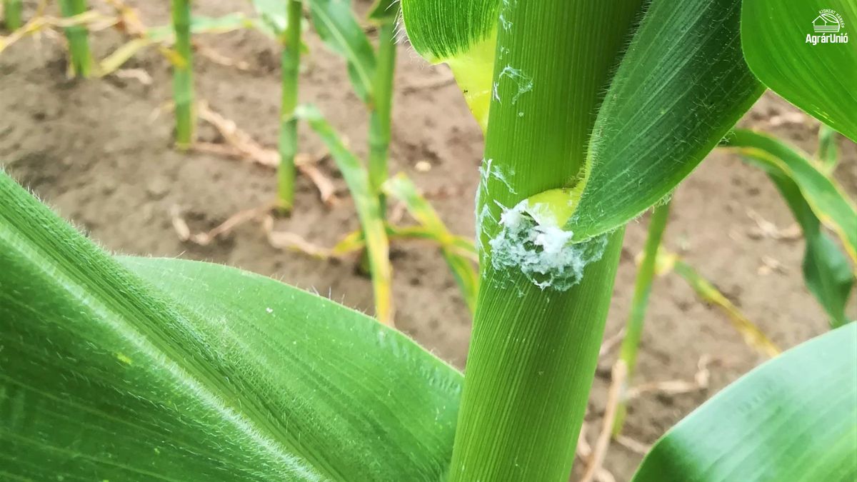 Ism&eacute;t terjed az amerikai lepkekab&oacute;ca, &iacute;gy v&eacute;dekezz ellene!