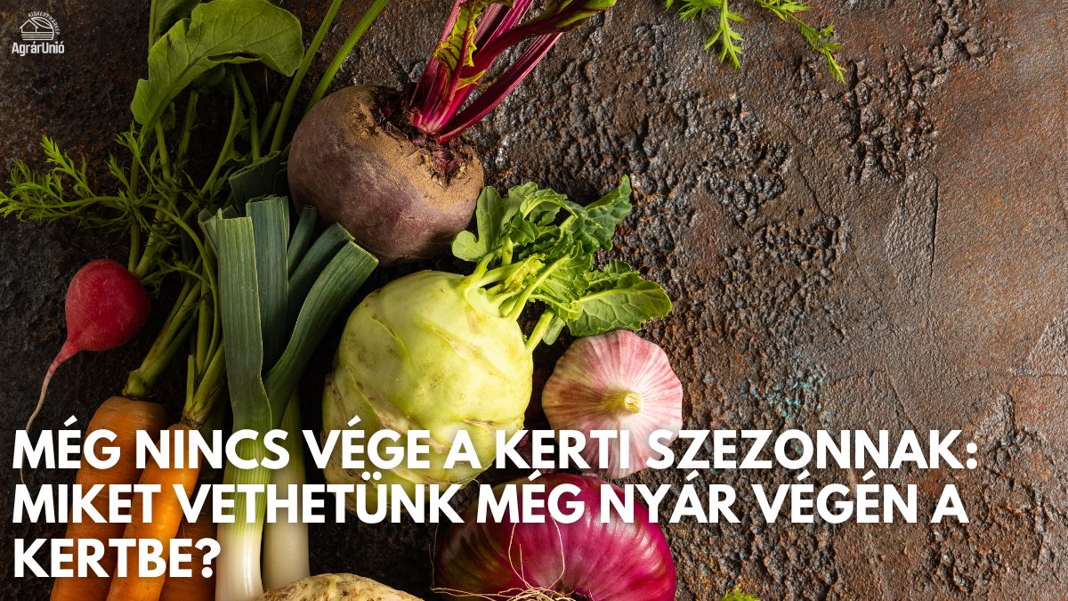 Még nincs vége a kerti szezonnak: Miket vethetünk még nyár végén a kertbe?