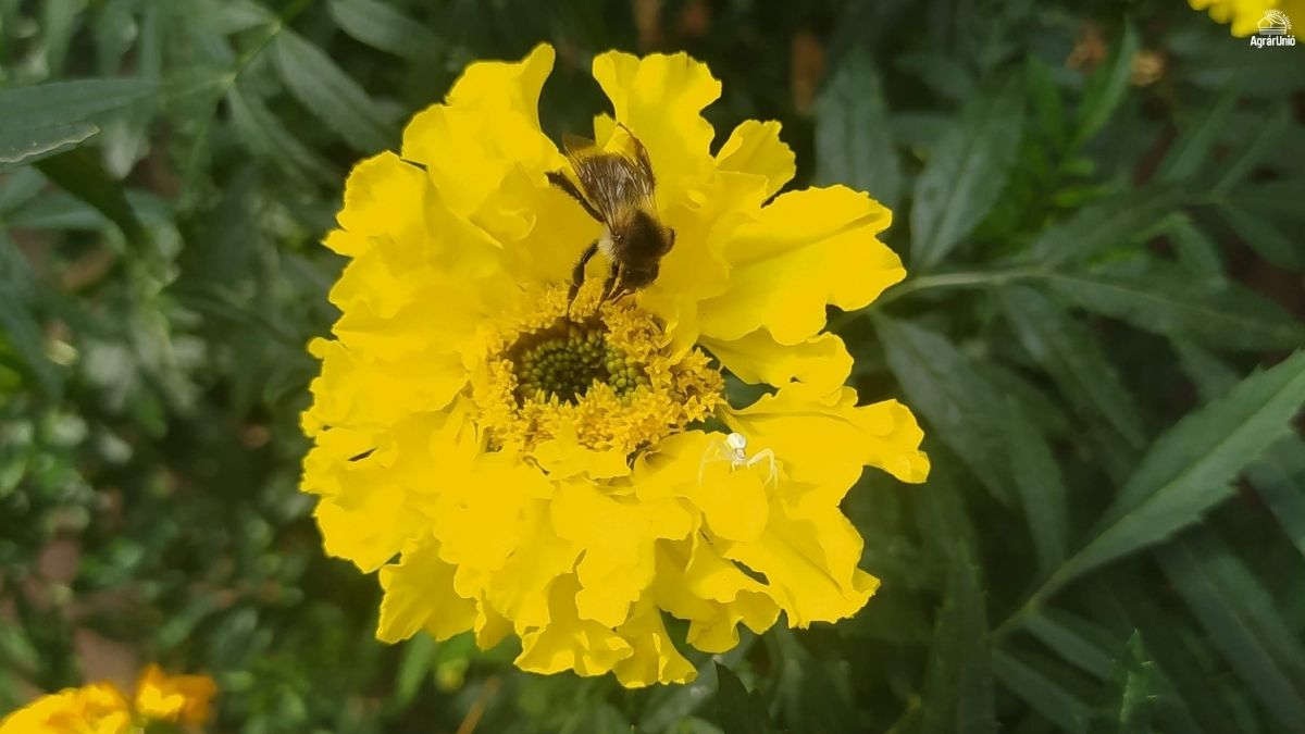 Minden, amit tudni kell a büdöskéről és a gondozásáról