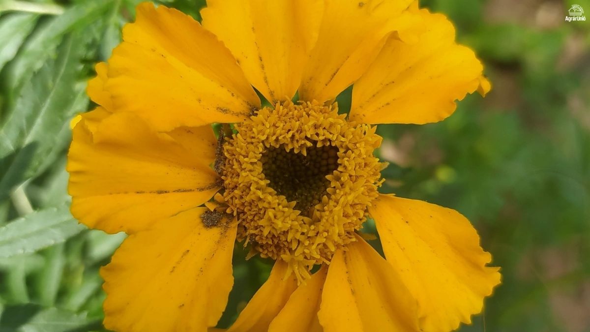 Minden, amit tudni kell a büdöskéről és a gondozásáról