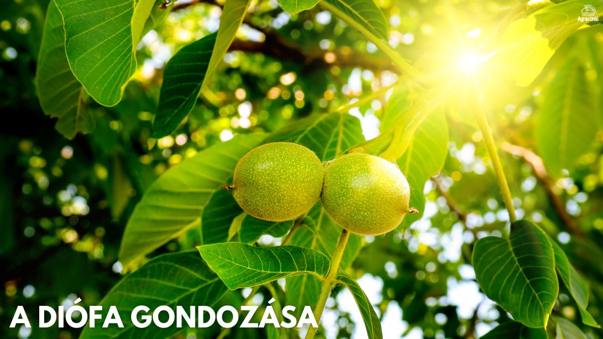 A diófa gondozása