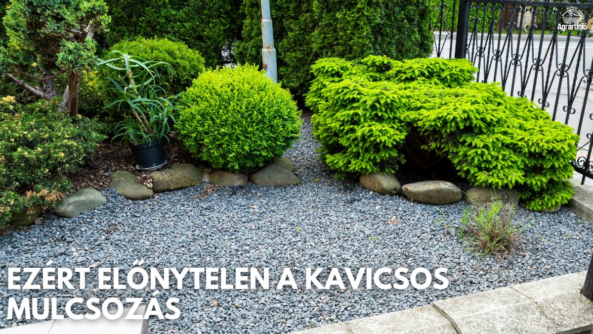 Ezért előnytelen a kavicsos mulcsozás