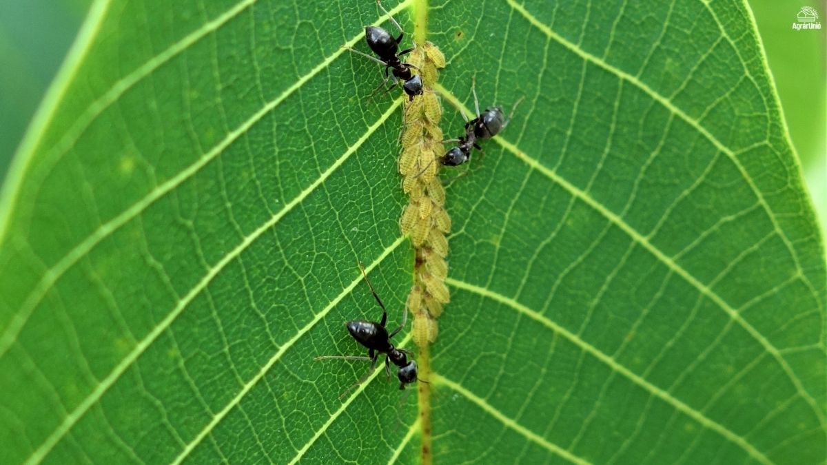 A lev&eacute;ltetvek siker&eacute;nek titka &eacute;s a v&eacute;dekez&eacute;s lehetős&eacute;gei