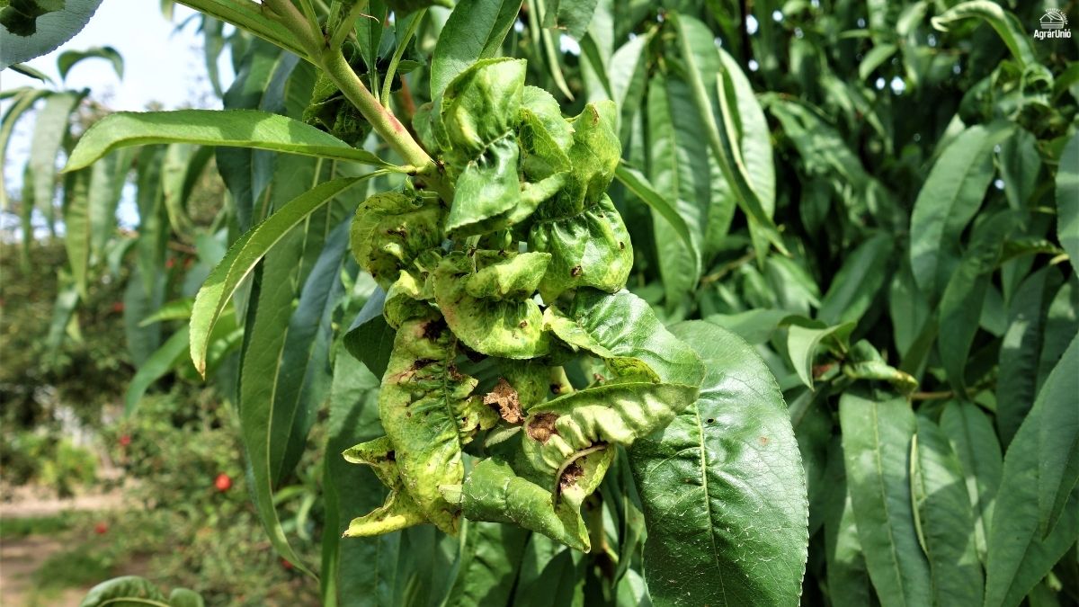 A lev&eacute;ltetvek siker&eacute;nek titka &eacute;s a v&eacute;dekez&eacute;s lehetős&eacute;gei