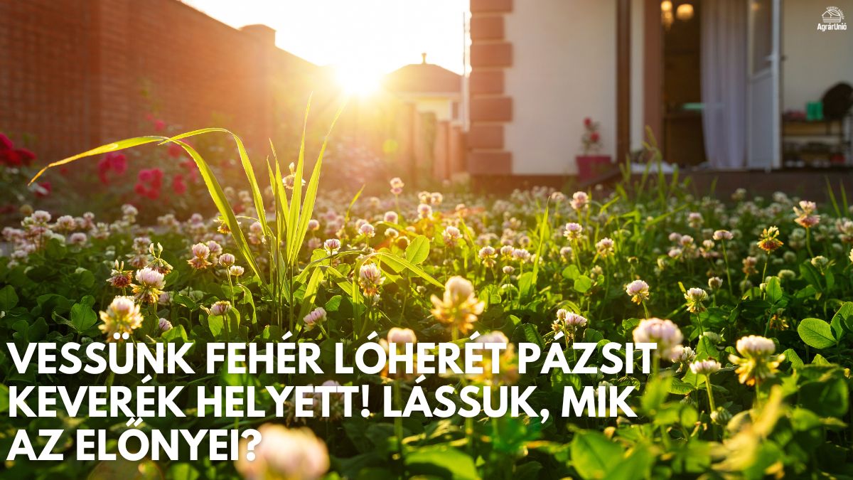 Vessünk fehér lóherét pázsit keverék helyett! Lássuk, mik az előnyei?