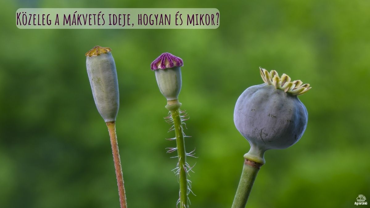 Közeleg a mákvetés ideje, hogyan és mikor?