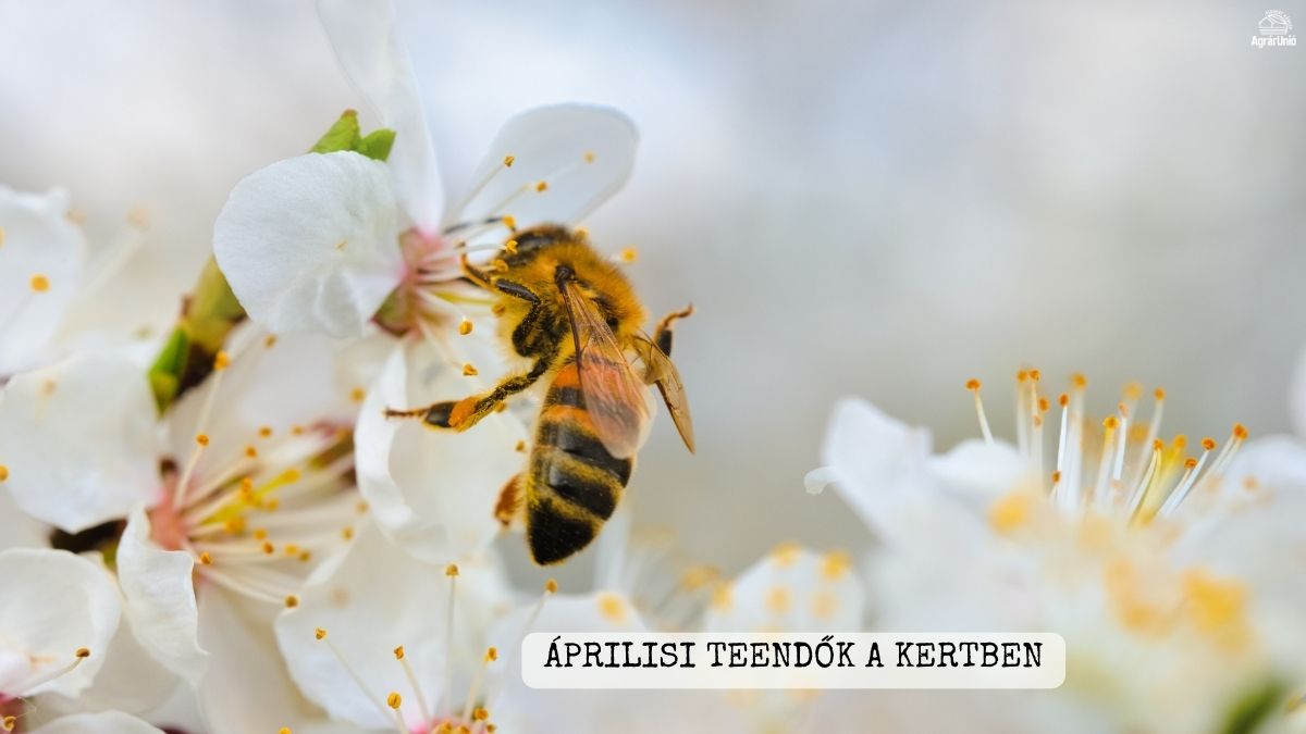 Áprilisi teendők a kertben