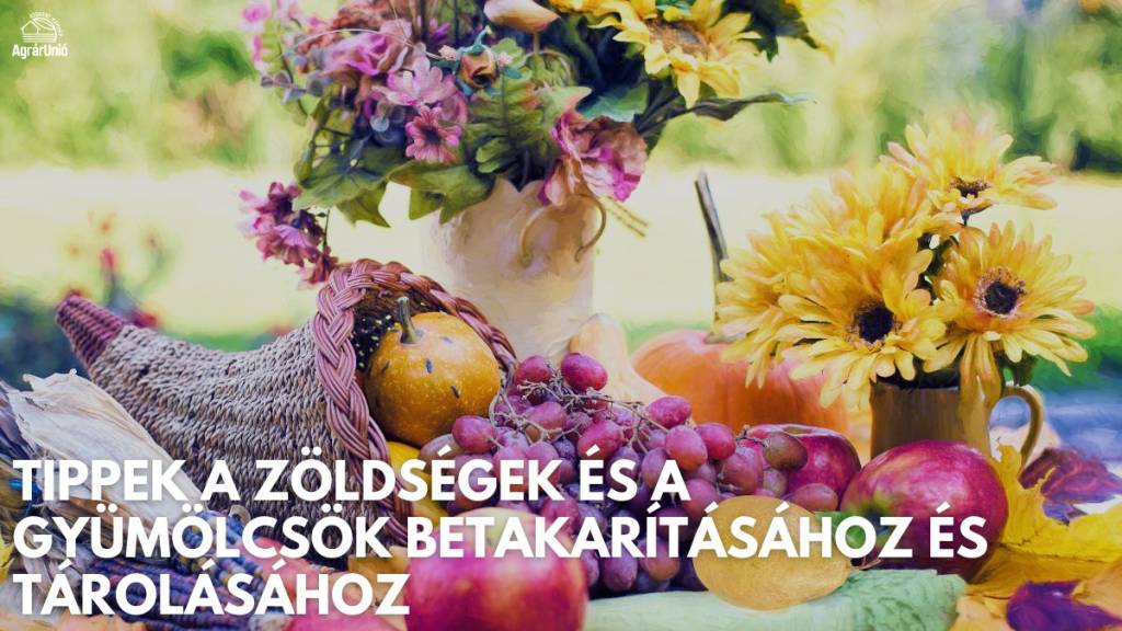 Tippek a zöldségek és a gyümölcsök betakarításához és tárolásához