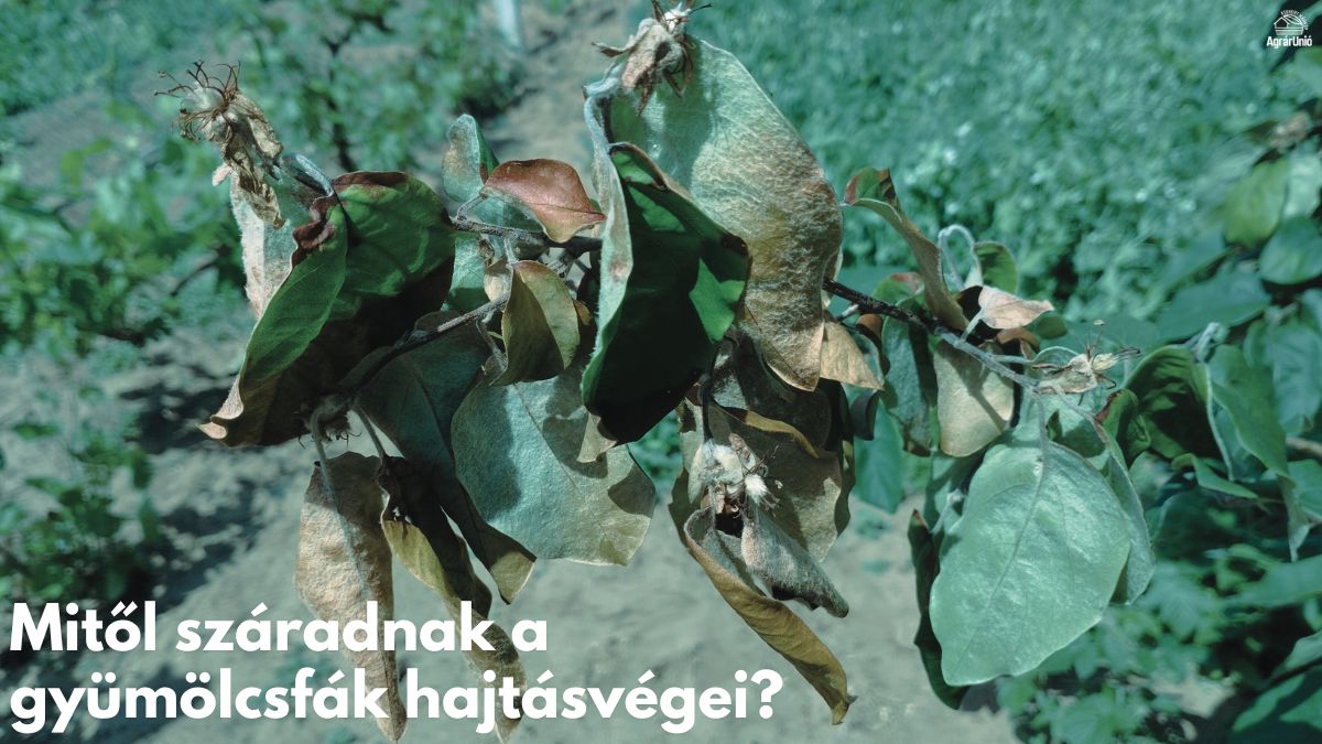Mitől száradnak a gyümölcsfák hajtásvégei?
