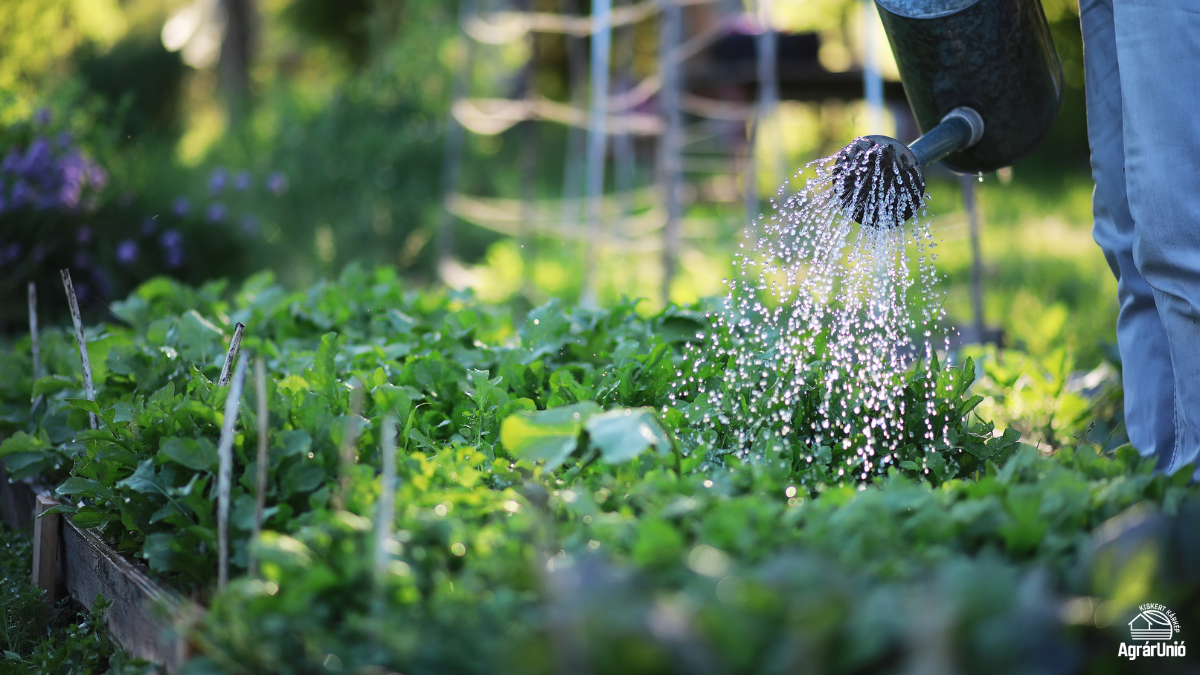 Hogyan készüljünk fel az aszályra a kertben? – Átfogó vízmegőrzési útmutató