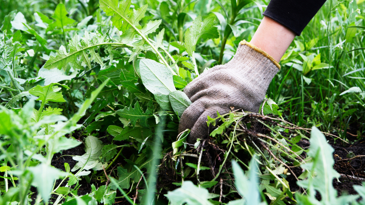 Így győzzük le a gyomokat a kertben - Tippek a gyommentes kerthez
