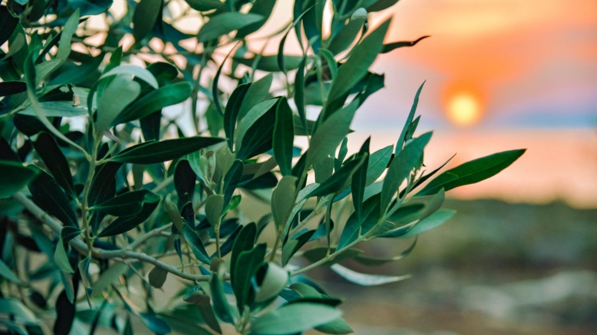 Olajfa a magyar kertben: Mediterrán álom, vagy garantált csalódás?