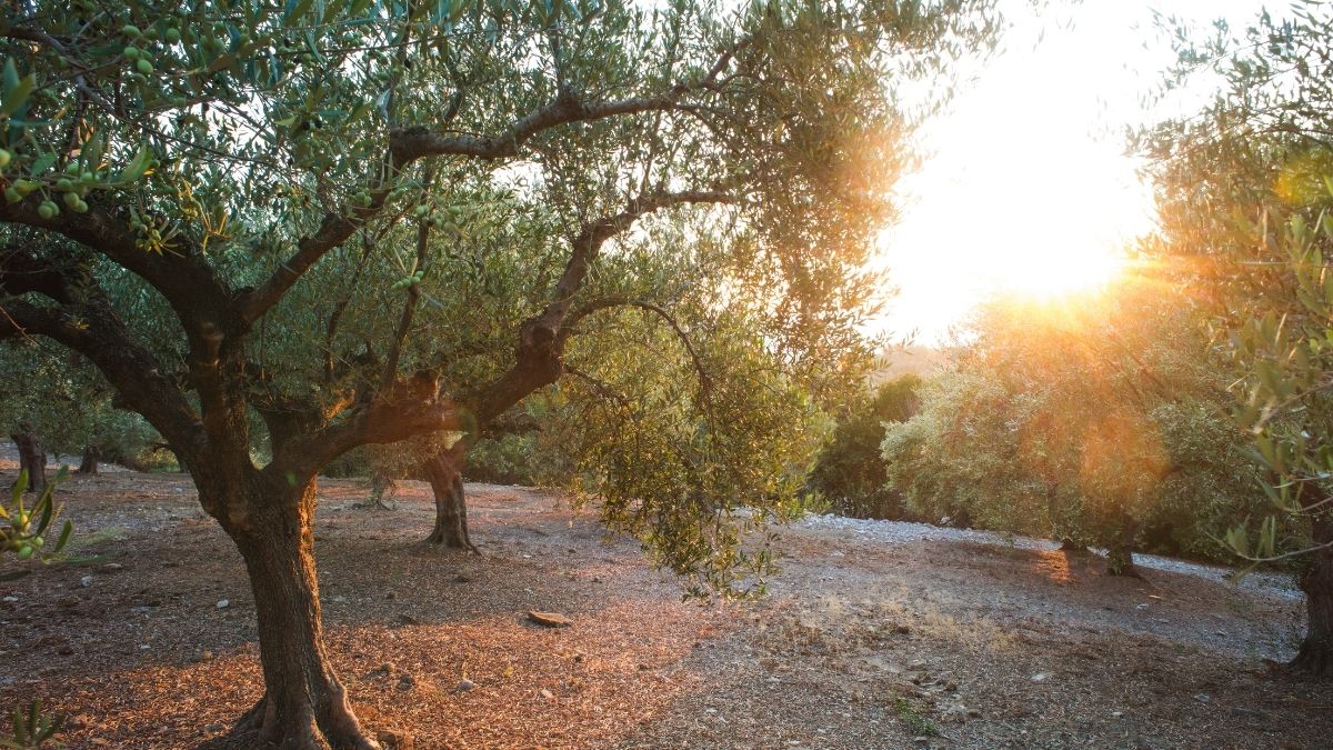 Olajfa a magyar kertben: Mediterrán álom, vagy garantált csalódás?