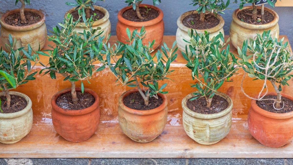 Olajfa a magyar kertben: Mediterrán álom, vagy garantált csalódás?