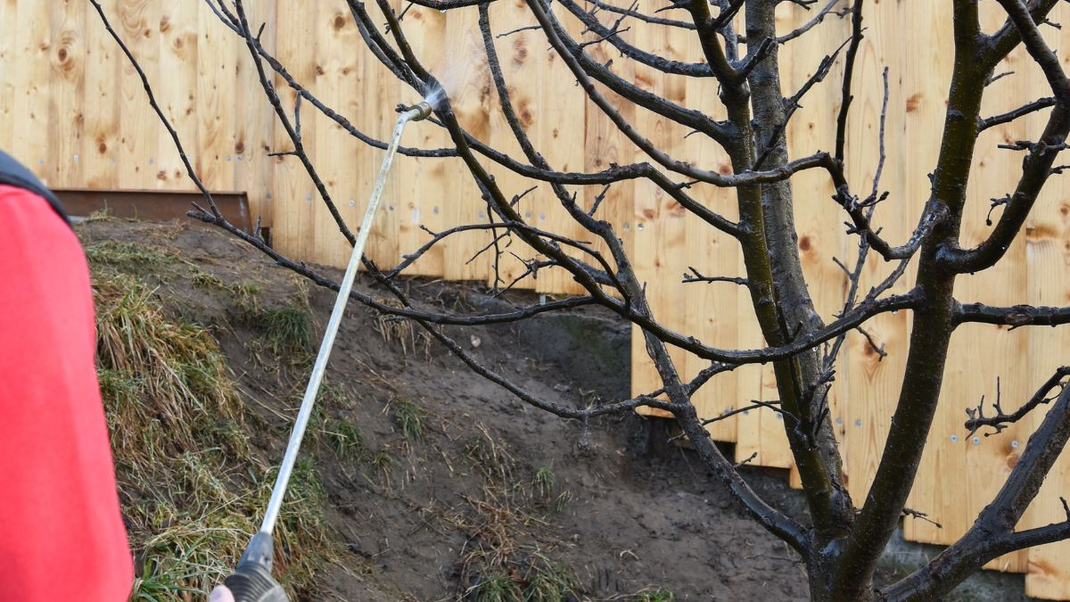 Teendők a gyümölcsösben lombhullástól rügyfakadásig