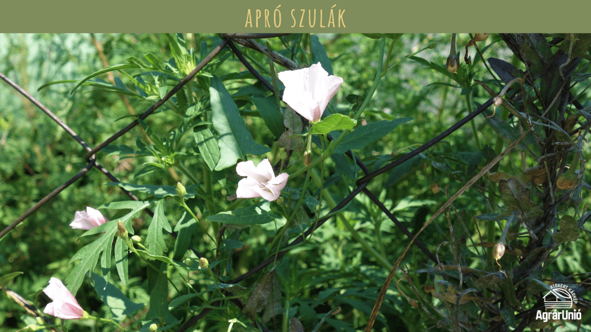 Milyen tarackos gyomokkal tal&aacute;lkozhatunk a kertben? - K&Eacute;PEKKEL