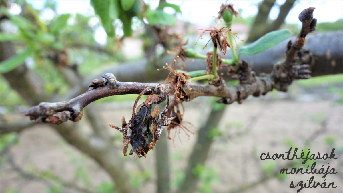 Mit tegy&uuml;nk, hogy megelőzz&uuml;k a mon&iacute;liafertőz&eacute;st? K&Eacute;PEKKEL!