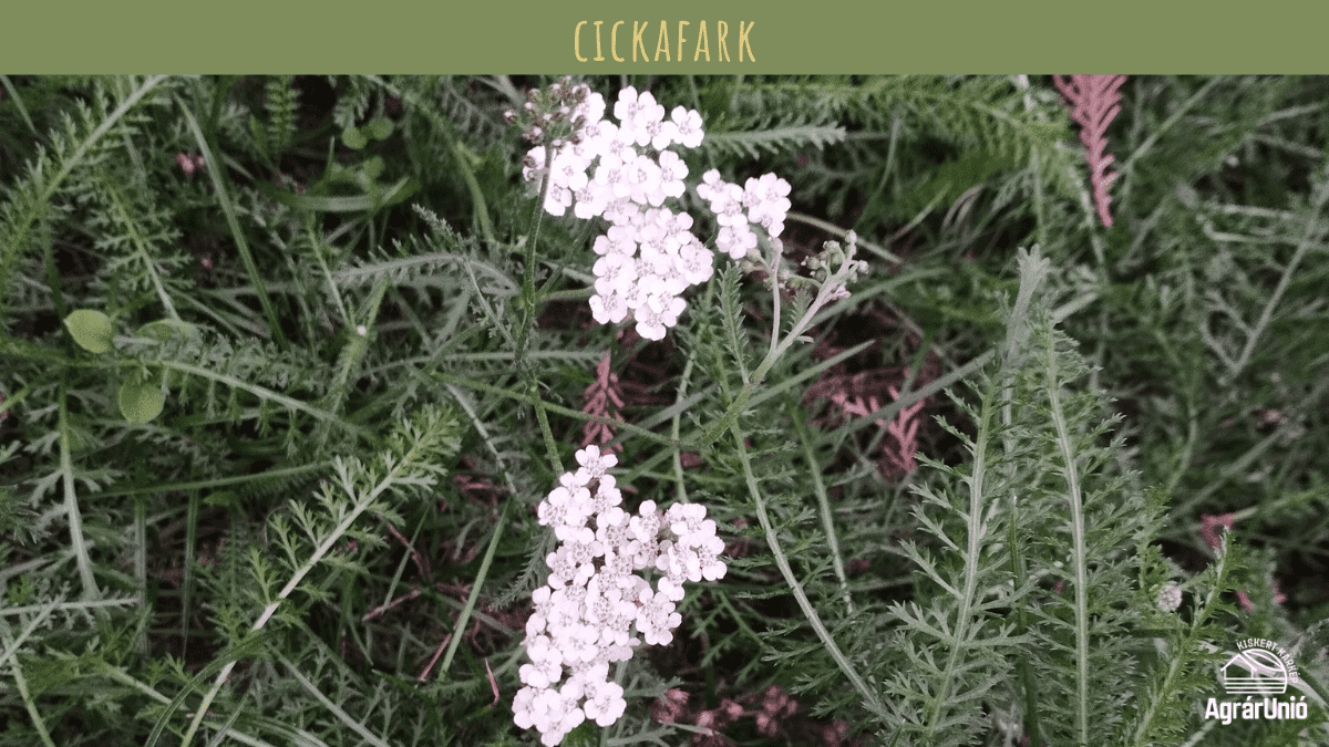 Milyen tarackos gyomokkal tal&aacute;lkozhatunk a kertben? - K&Eacute;PEKKEL