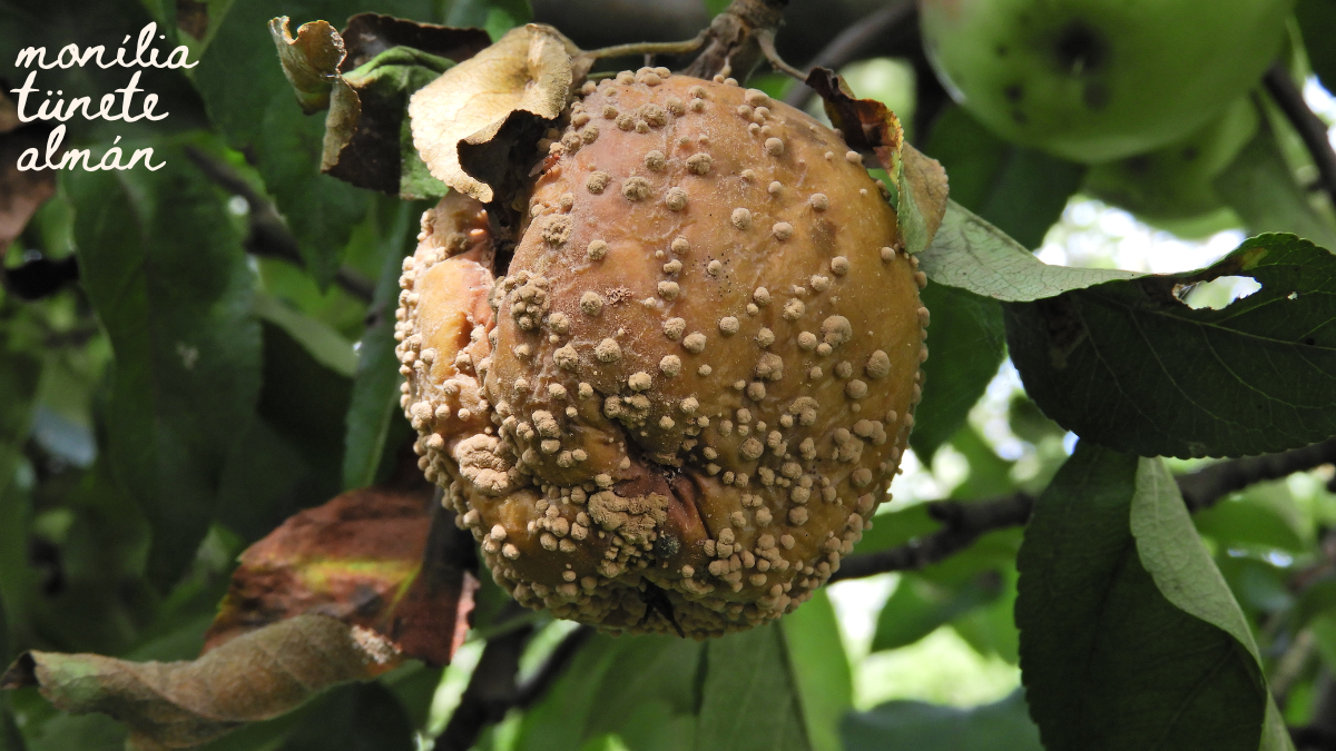 Mit tegy&uuml;nk, hogy megelőzz&uuml;k a mon&iacute;liafertőz&eacute;st? K&Eacute;PEKKEL!