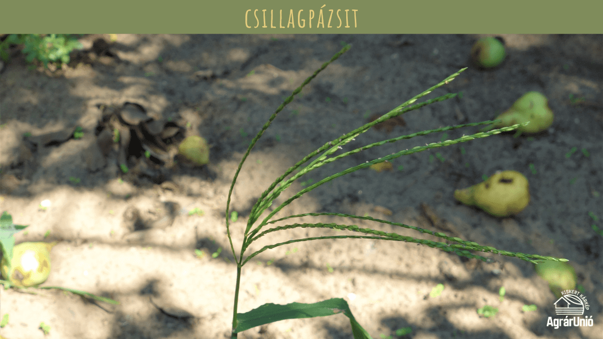 Milyen tarackos gyomokkal tal&aacute;lkozhatunk a kertben? - K&Eacute;PEKKEL