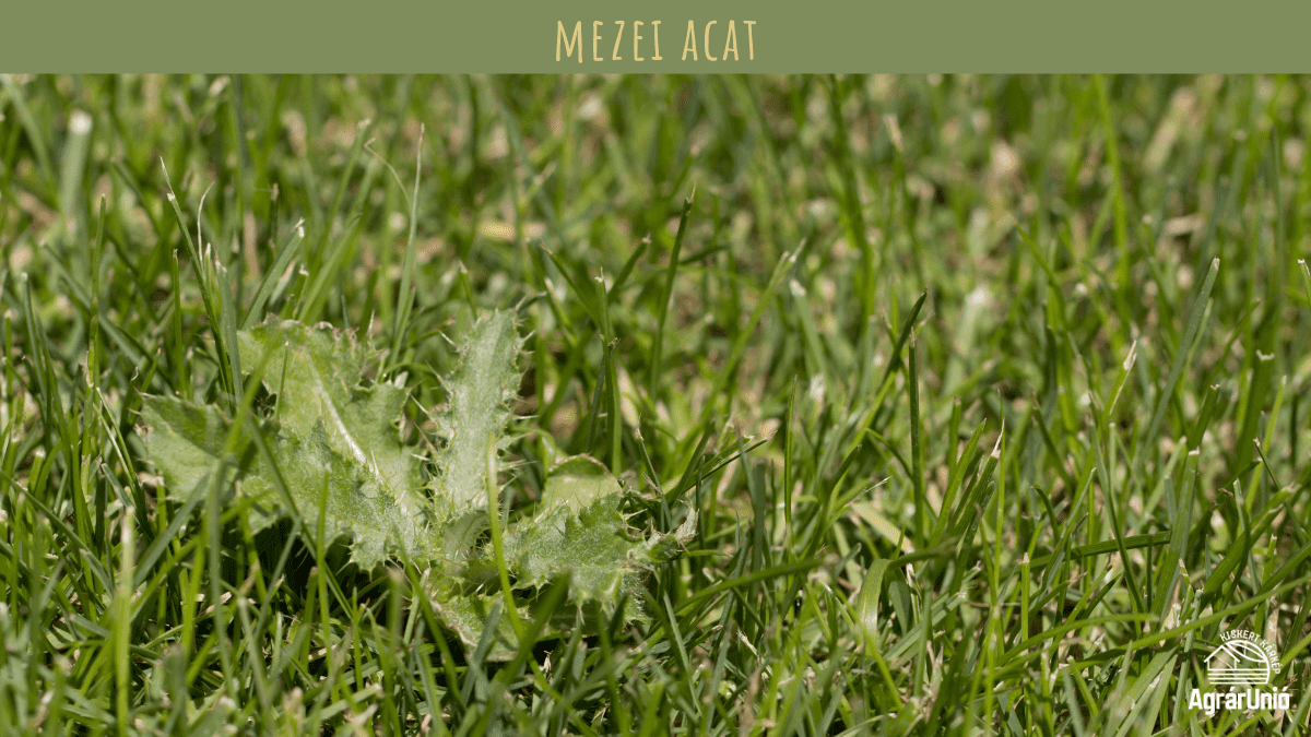 Milyen tarackos gyomokkal tal&aacute;lkozhatunk a kertben? - K&Eacute;PEKKEL