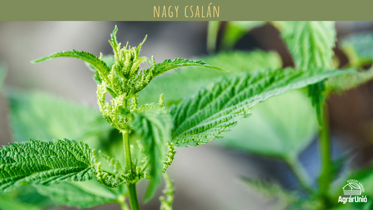 Milyen tarackos gyomokkal tal&aacute;lkozhatunk a kertben? - K&Eacute;PEKKEL