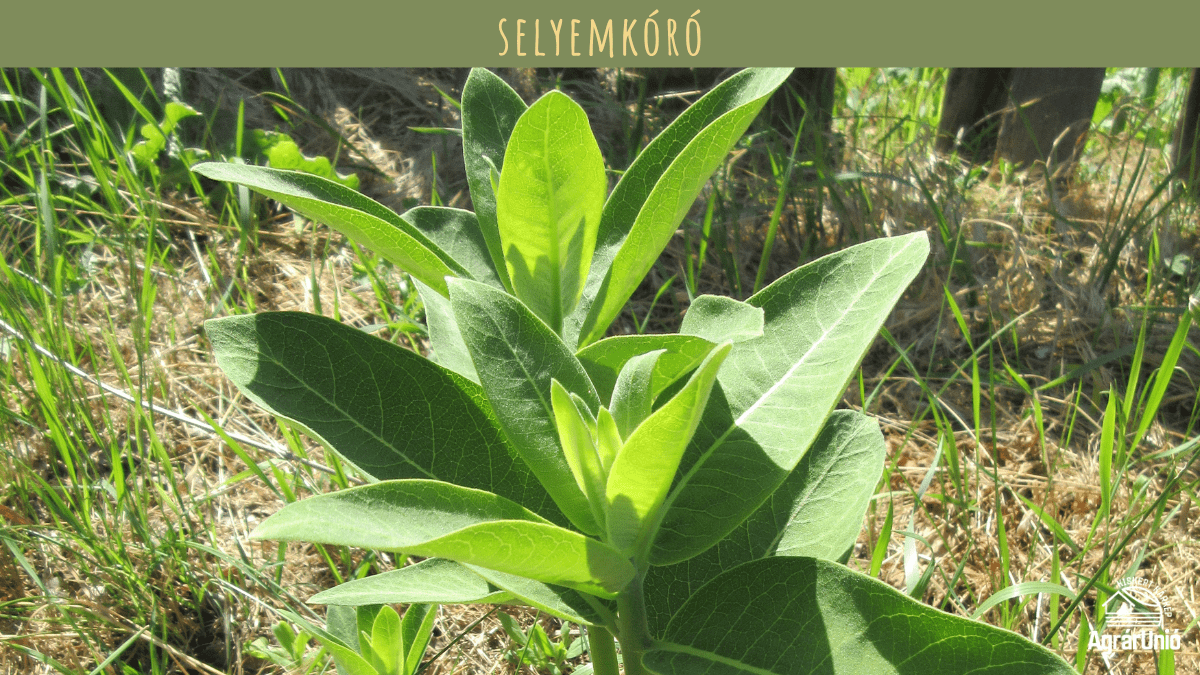 Milyen tarackos gyomokkal tal&aacute;lkozhatunk a kertben? - K&Eacute;PEKKEL