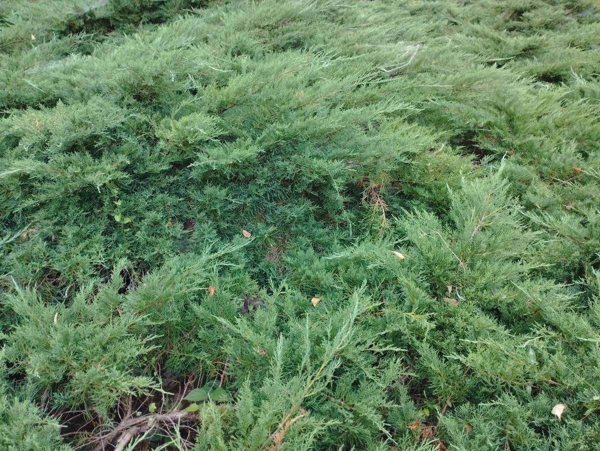 Könnyen gondozható örökzöld növényt keresel a kertedbe? Bemutatom a borókát!