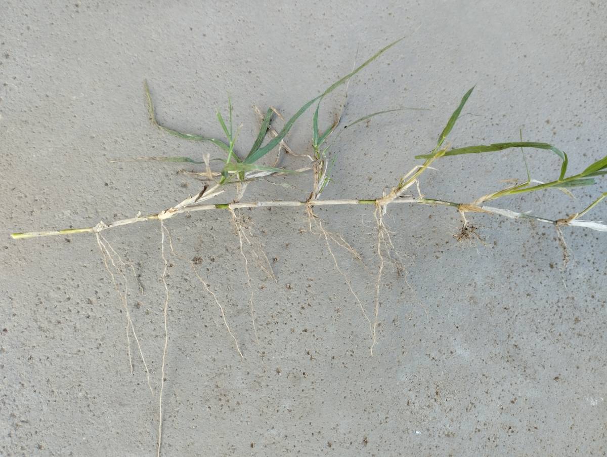 5 tuti tipp, hogy megszabadulj a tarackt&oacute;l, a kiskert&eacute;szek mumus&aacute;t&oacute;l