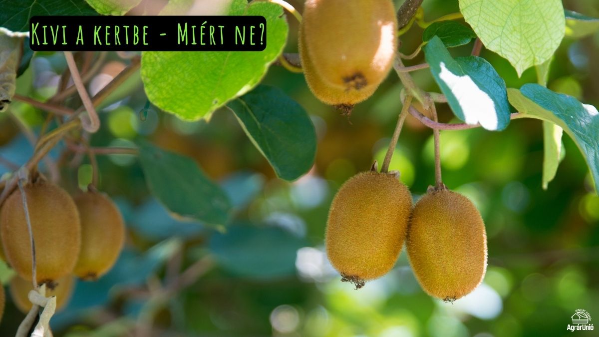 Kivi a kertbe - Miért ne?