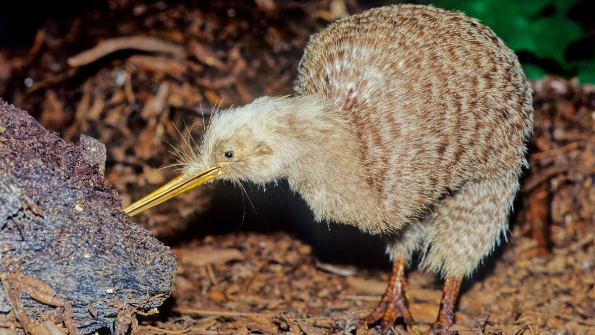 Kivi a kertbe - Mi&eacute;rt ne?