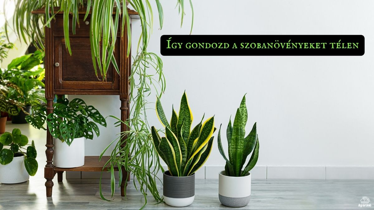 Így gondozd a szobanövényeket télen