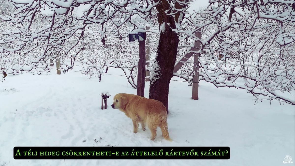 A téli hideg csökkentheti-e az áttelelő kártevők számát?