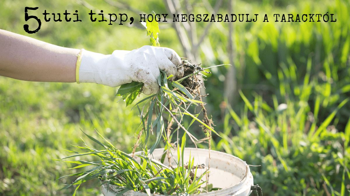 5 tuti tipp, hogy megszabadulj a taracktól, a kiskertészek mumusától