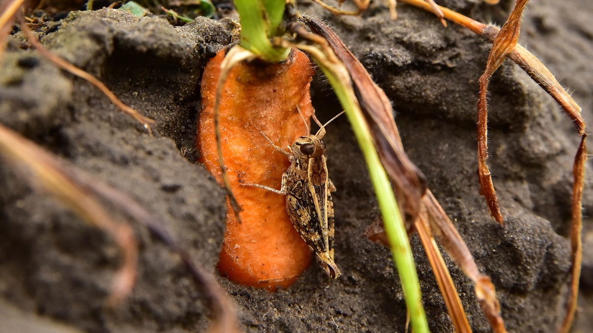 A s&aacute;sk&aacute;k elleni v&eacute;dekez&eacute;shez n&eacute;gy n&ouml;v&eacute;nyv&eacute;dő szer kapott sz&uuml;ks&eacute;ghelyzeti enged&eacute;lyt 